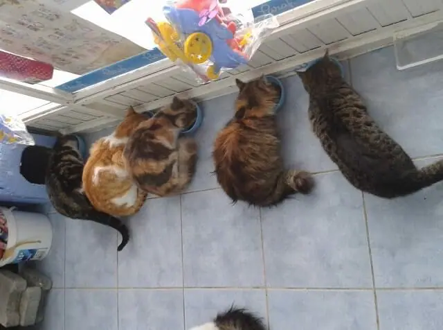 Man Turns His Shop into Refuge for Stray Cats During Harsh Snowstorm