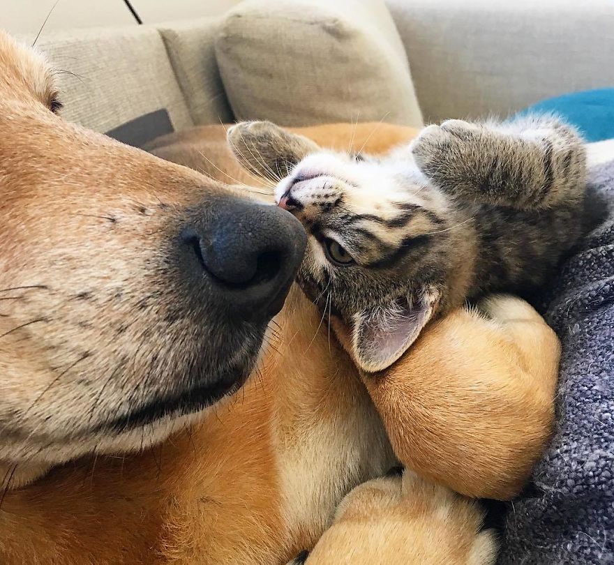 Dog Becomes Care Taker To All Rescue Kittens At This Cat Shelter