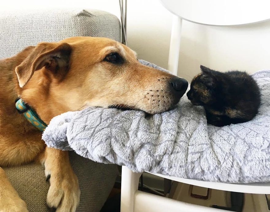 Dog Becomes Care Taker To All Rescue Kittens At This Cat Shelter