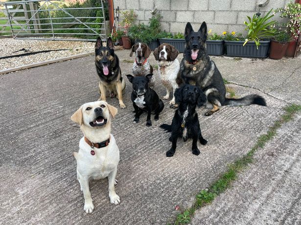 Britain’s first police Staffie sniffer dog retires after eight years service