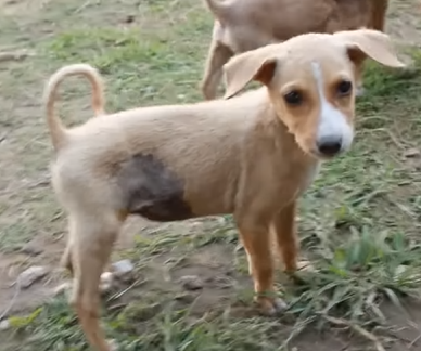 Street Adorable Puppy found with Huge Hernia on her belly.