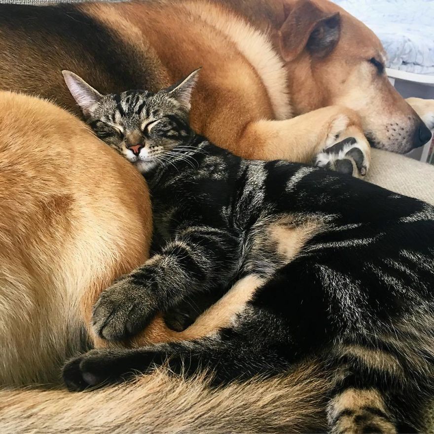 Dog Becomes Care Taker To All Rescue Kittens At This Cat Shelter