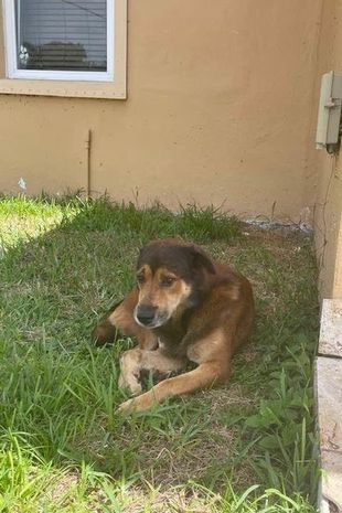 Dog waits outside owner's house for weeks - not realising they've abandoned him