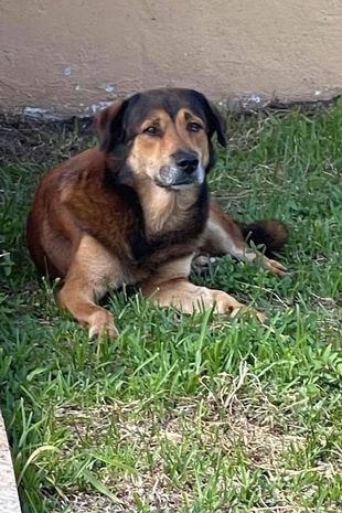 Dog waits outside owner's house for weeks - not realising they've abandoned him