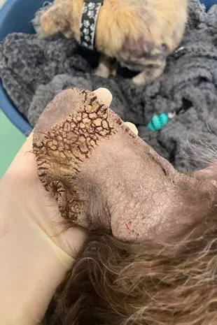 Dogs look like they're turning to stone after contracting skin disease