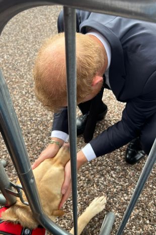 Sweet moment Labrador puppy comforts grieving Prince Harry and Meghan in Windsor
