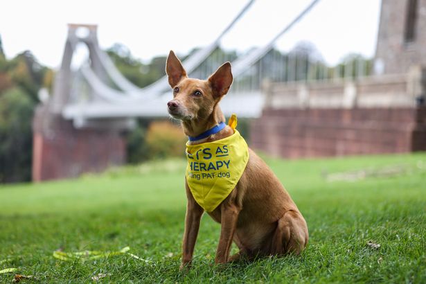 Lost dog stuns owner after walking himself five miles through city to find home