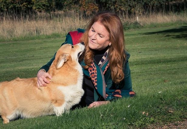 Fergie posts adorable new photo with the Queen's corgis as dogs settle into new home