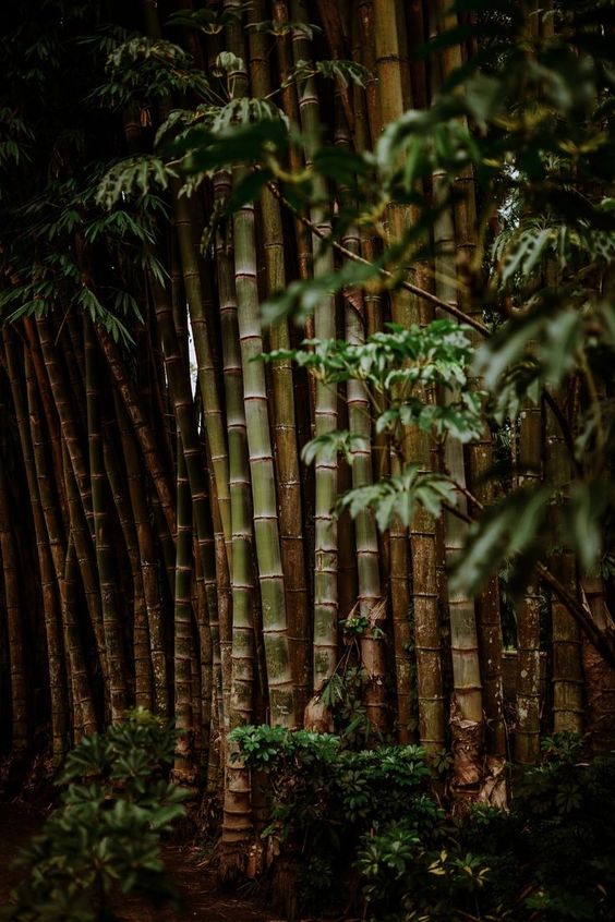 Reaching New Heights: Ghana's Towering Bamboo Giant Surpasses All Other Structures - Amazing Nature