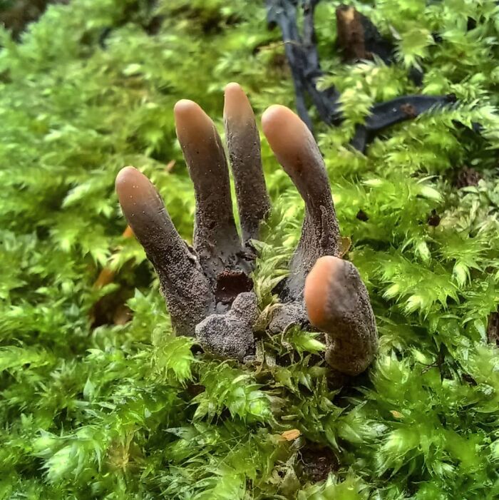 This Creepy-Looking Fungus Known as "Dead Man's Fingers"