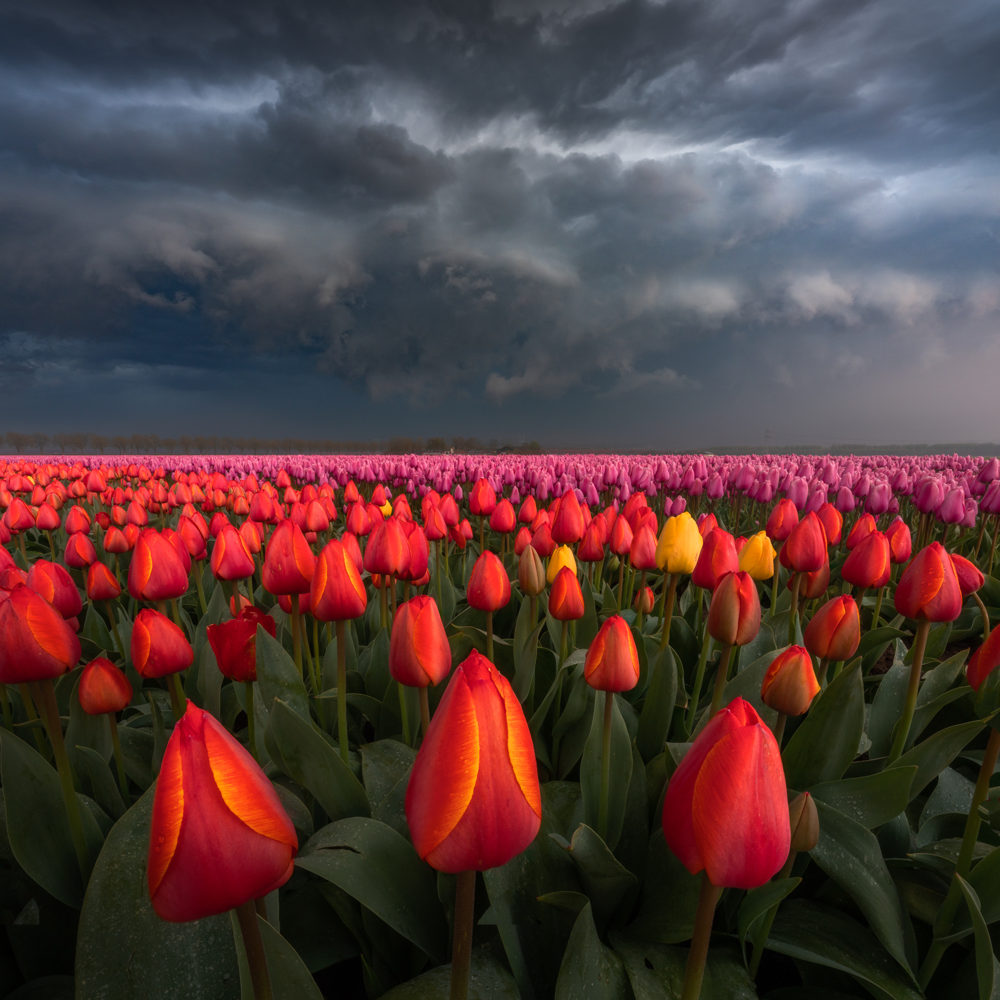 Unveiling the Enchanting Beauty of Dutch Tulip Fields - bumkeo