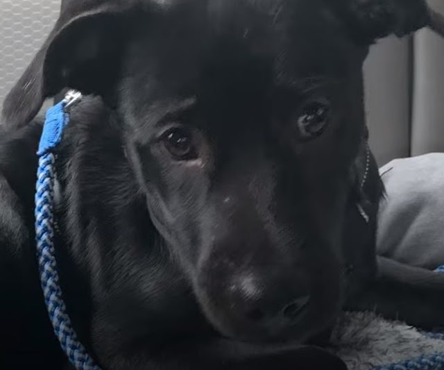 Puppy Keeps Getting Returned To The Shelter So Determined Man Takes Him In To Figure Out Why – Puppies Love