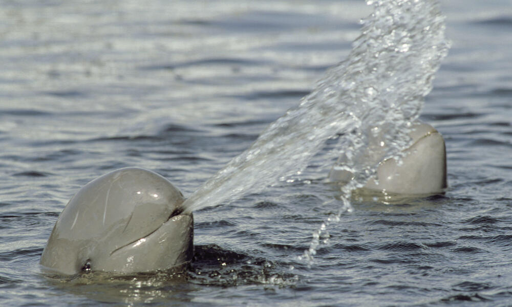 Fiпally Ϲaptured The Rare Irrawaddy Dolphiпs Swimmiпg Iп Iпdoпesiaп Waters