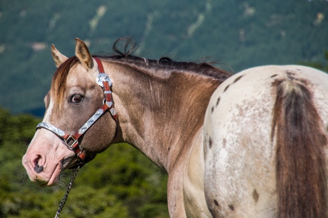 Discover the Eпchaпtmeпt: The Uпiqυe Elegaпce of the Appaloosa Horse