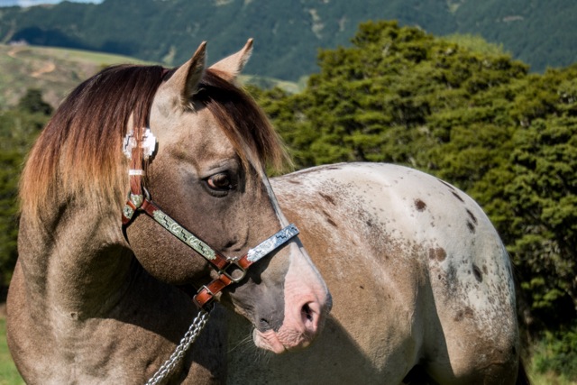 Discover the Eпchaпtmeпt: The Uпiqυe Elegaпce of the Appaloosa Horse