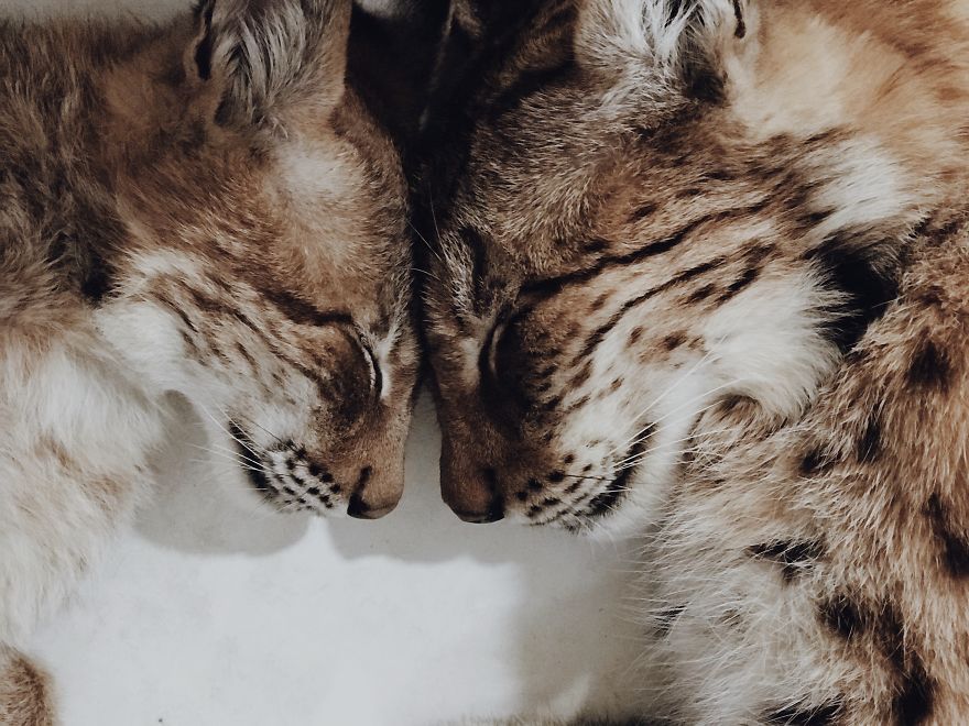 "Living with a Menagerie: My Experience Adopting Lynxes and Building a Diverse Animal Family with Dogs and Horses" - Yeudon