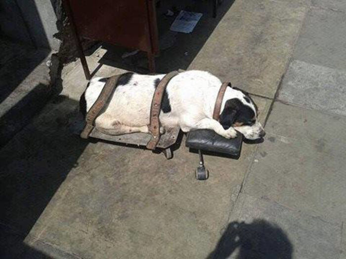 Abandoned Pooch Left Stranded at Train Station Rescued After Weeks of Neglect - bumkeo