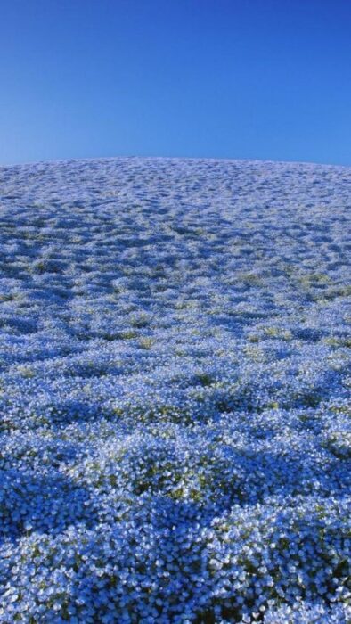 Unveiling the enchanting beauty of blooming green forests: an enchanted symphony.VoUyen