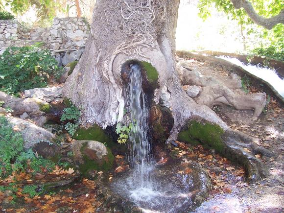 Thriving Against the Odds: Uncovering the Enigmatic Water Source Nurturing a Remarkable Tree. - bumkeo