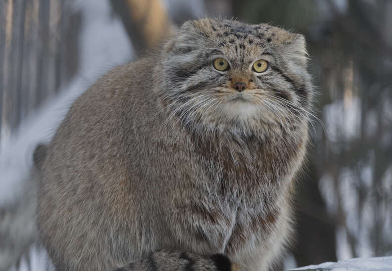 Rare Cat Found Living On The Tallest Mountain In The World