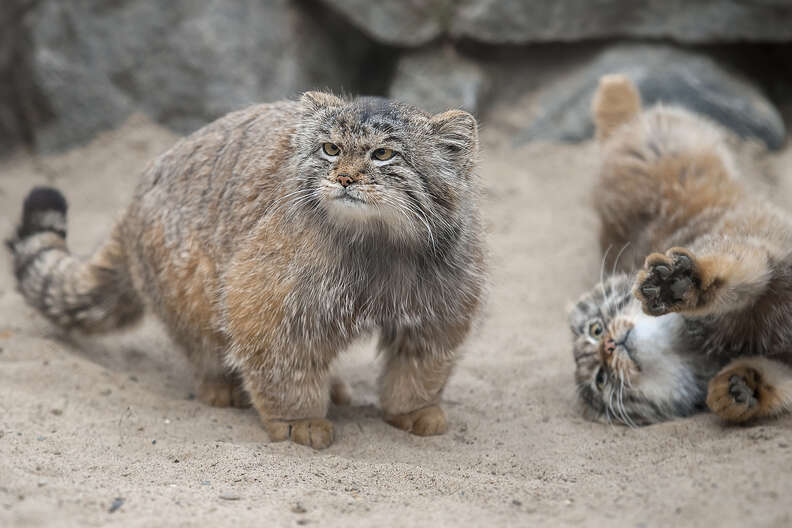 Rare Cat Found Living On The Tallest Mountain In The World