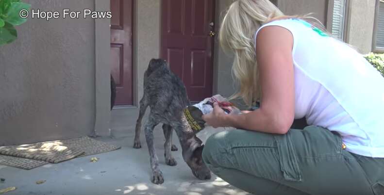 Starving Dog Found 2 Years After Her Owner Thought She Di.ed