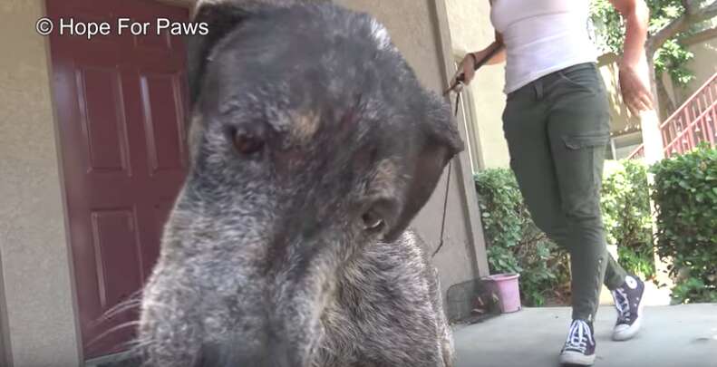 Starving Dog Found 2 Years After Her Owner Thought She Di.ed