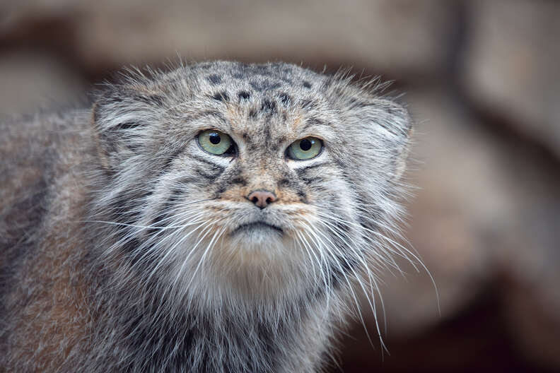 Rare Cat Found Living On The Tallest Mountain In The World