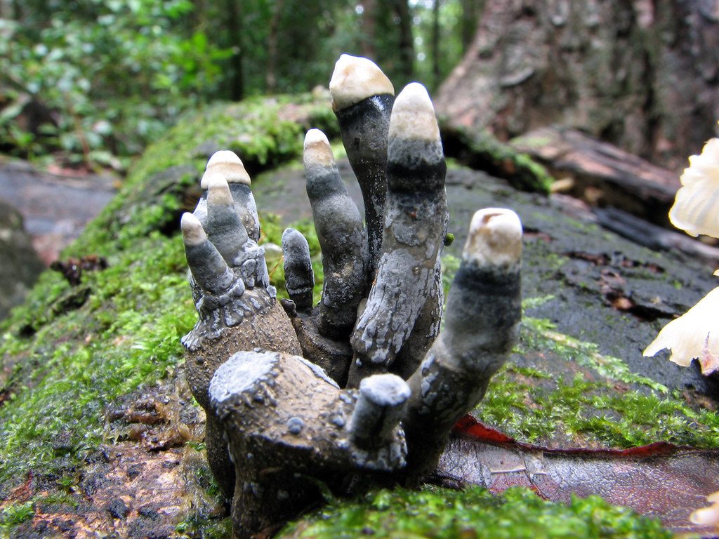 This Creepy-Looking Fungus Known as "Dead Man's Fingers"