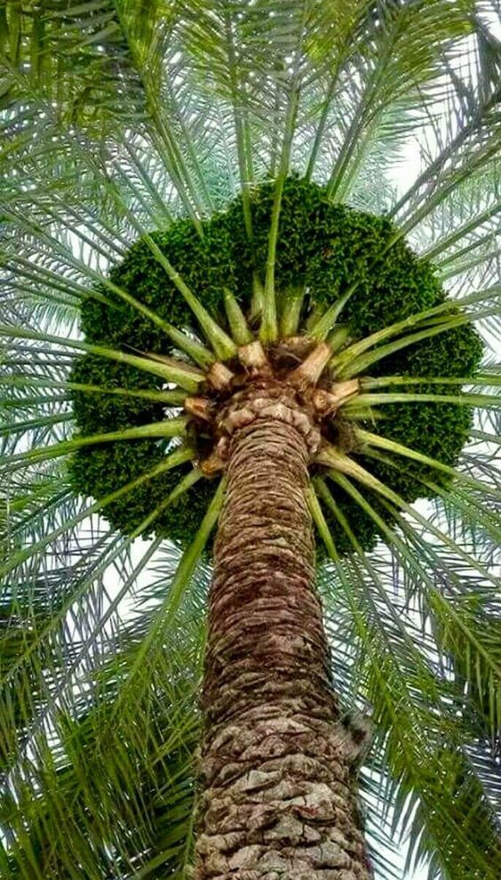 Unveiling The Fascination Of Dragon's Blood Trees: The Mysterious Flora With A Unique Canopy And Abundant Crimson Resin - Nature and Life