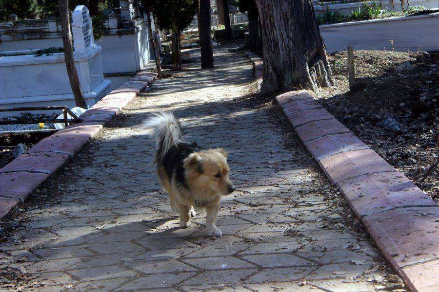 Emotional Dog Continuously Visits His Beloved Companion's Resting Place Daily