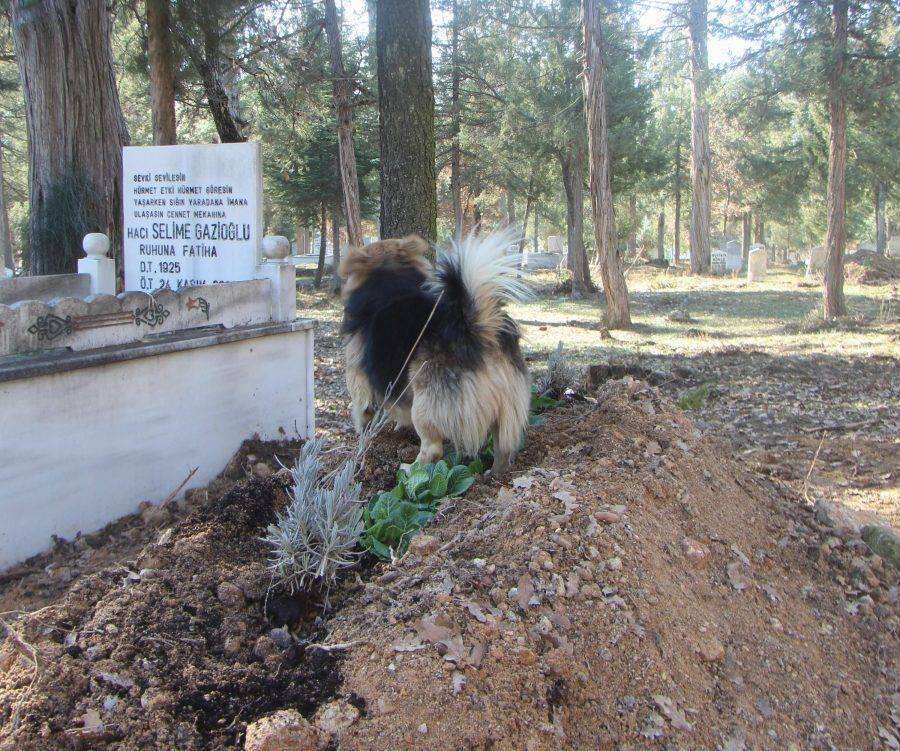 Emotional Dog Continuously Visits His Beloved Companion's Resting Place Daily