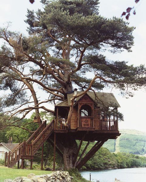 Embrace Serenity: Immerse Yourself in a Tree House Retreat - Amazing Nature