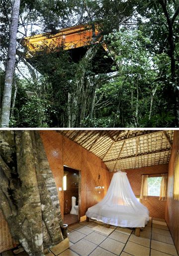 Unraveling the Enigmatic Charm of Unique "Bird's Nest" Homes - Amazing Nature