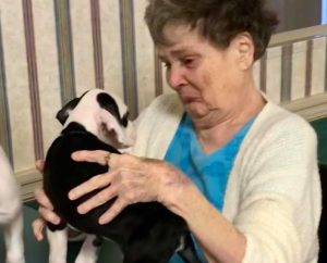 Heartwarming Sight: Nursing Home Residents Interacting with 8 Puppies Brings Pure Joy