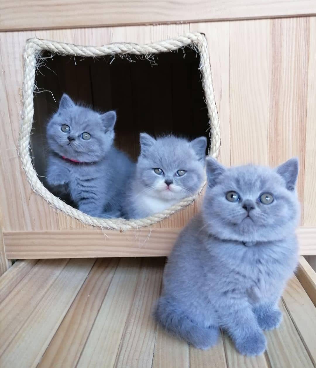 Meet The Beautifully Blue British Shorthair Cat — The Teddy Bear Of The Cat World