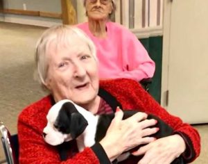 Heartwarming Sight: Nursing Home Residents Interacting with 8 Puppies Brings Pure Joy