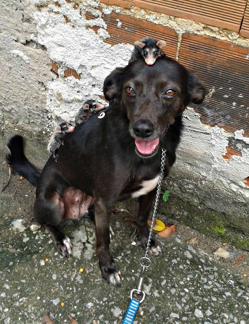 Orphaned opossums find an unlikely mother in a caring dog who carries them on her back