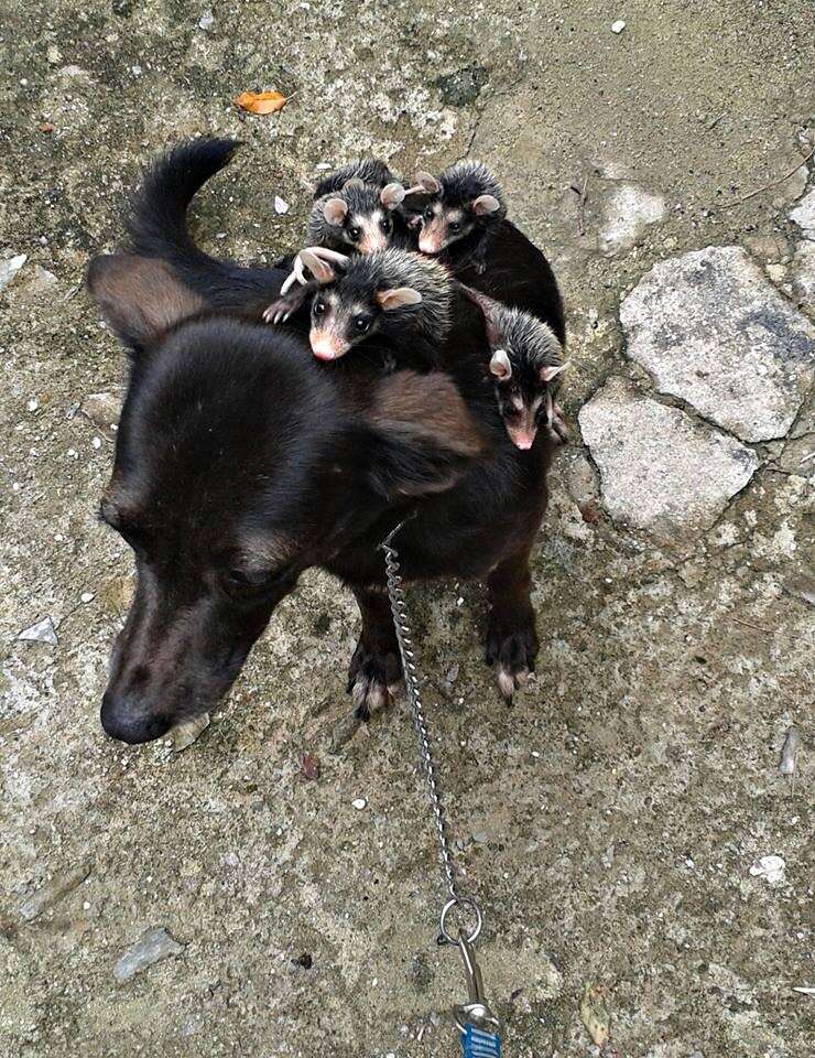 Orphaned opossums find an unlikely mother in a caring dog who carries them on her back