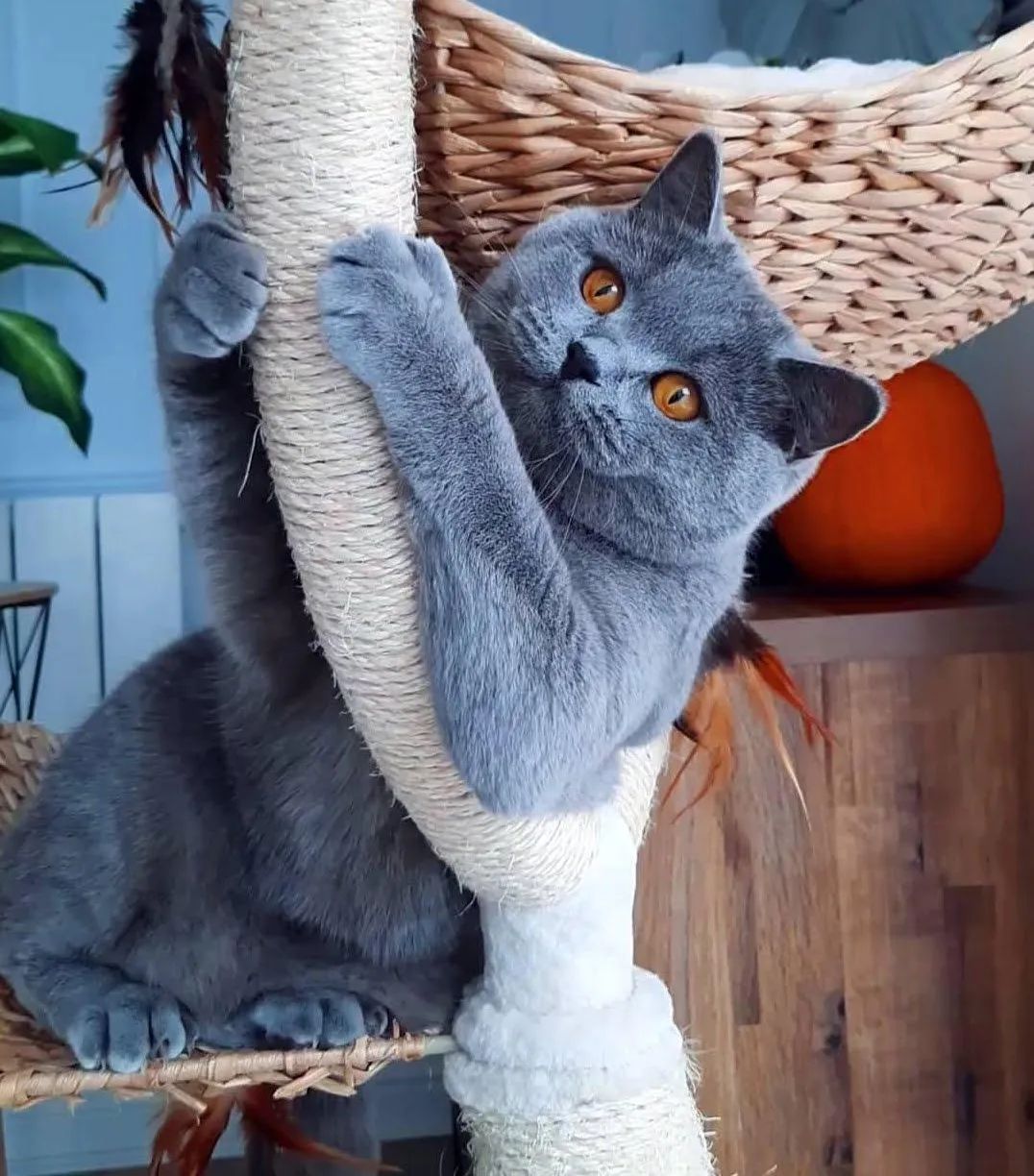 Meet The Beautifully Blue British Shorthair Cat — The Teddy Bear Of The Cat World