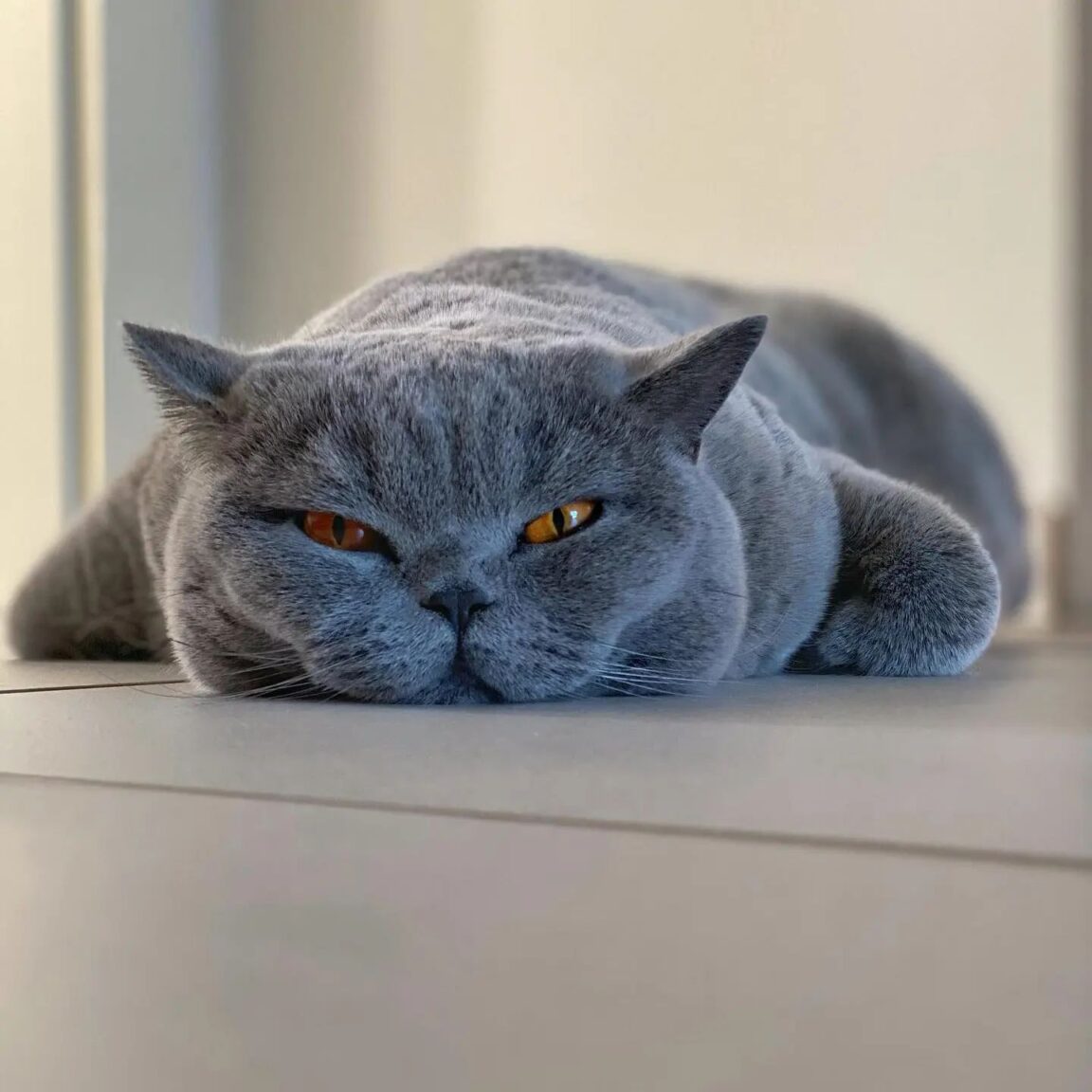 Meet The Beautifully Blue British Shorthair Cat — The Teddy Bear Of The Cat World