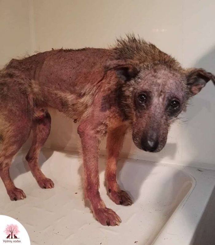Incredible Before & After Photos Of A Traumatized Rescue Dog Show What Love And Care Can Do