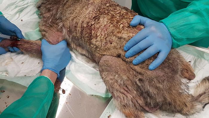 Incredible Before & After Photos Of A Traumatized Rescue Dog Show What Love And Care Can Do