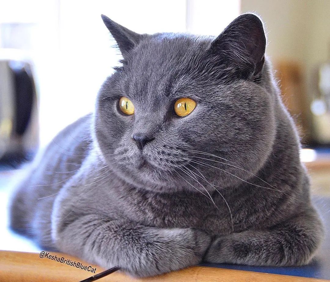 Meet The Beautifully Blue British Shorthair Cat — The Teddy Bear Of The Cat World