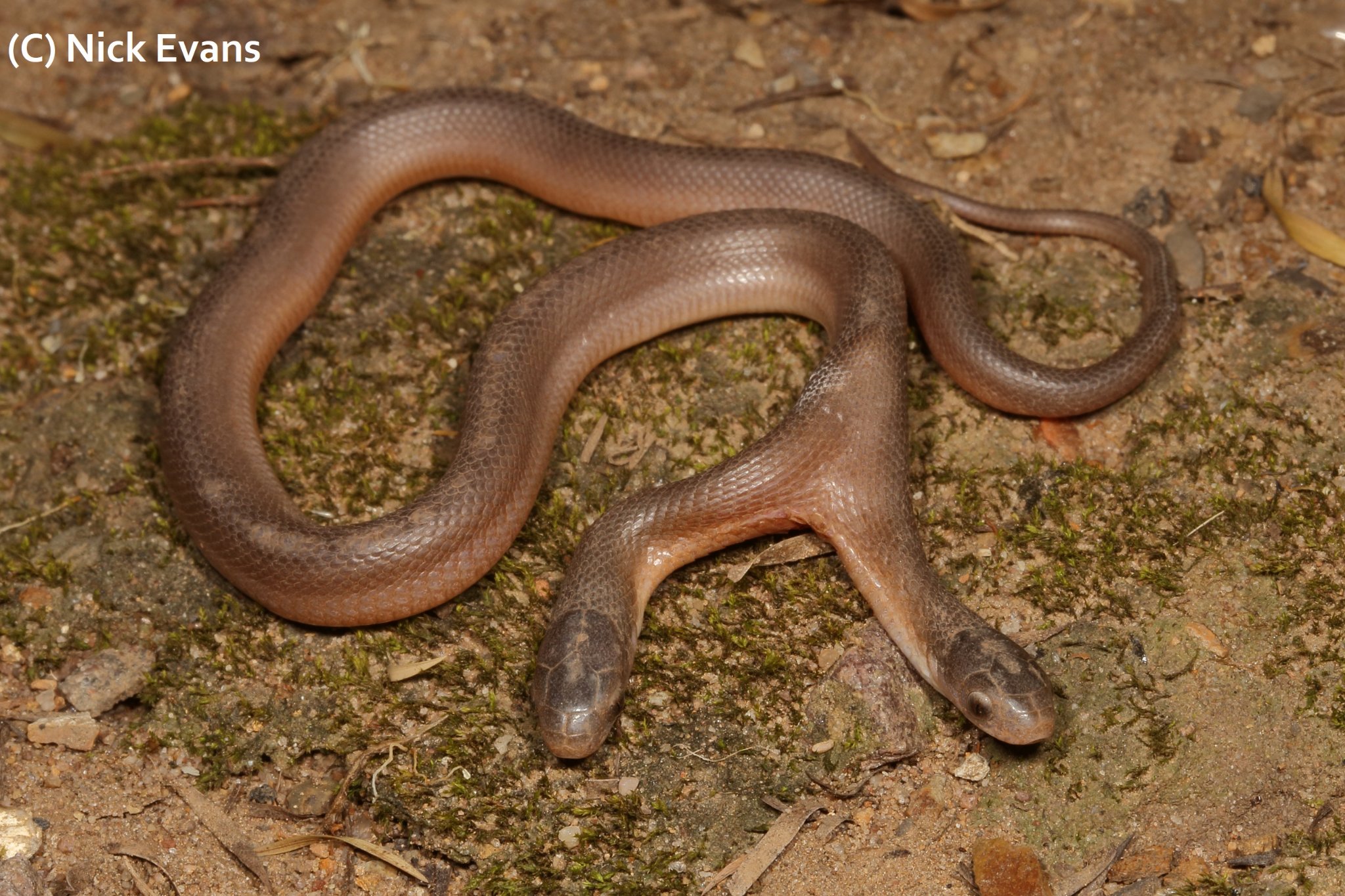 DOUBLE TAKE: Two-headed snake found in South Africa