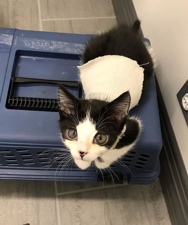 Woman Found Kitten Huge ‘Glass’ Eyes On Her Porch And Discovered How Special He Is