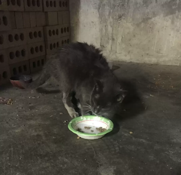 Found Cat 20 Years After She Was Left Alone In Basement