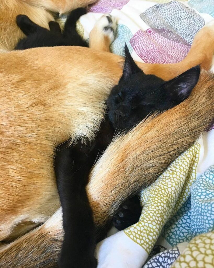 Dog Becomes Care Taker To All Rescue Kittens At This Cat Shelter