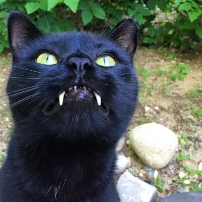 Woman Gets Surprised When Her Rescue Cat Turned Out To Be A “Vampire”