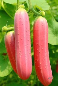 Vibrant Cucumbers: A Refreshing Spectrum Of Cooling Pleasures - Nature and Life